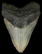 Megalodon Tooth - North Carolina #67277-1